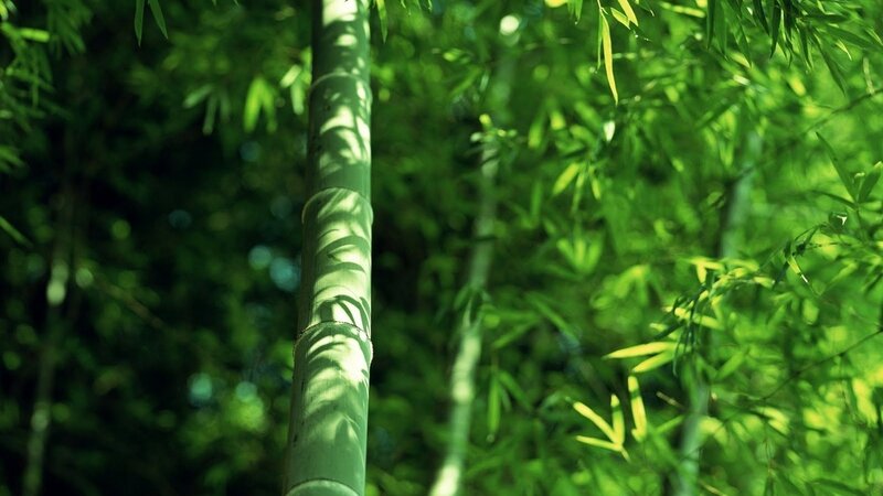 Sunlit bamboo forest