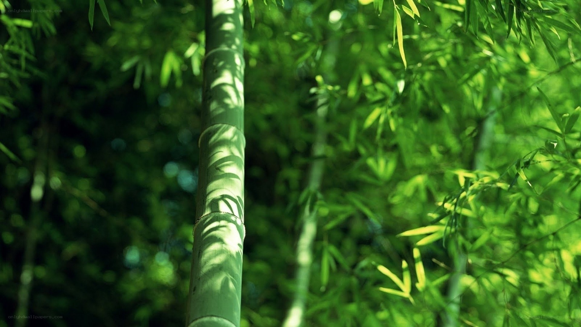 Sunlit bamboo forest