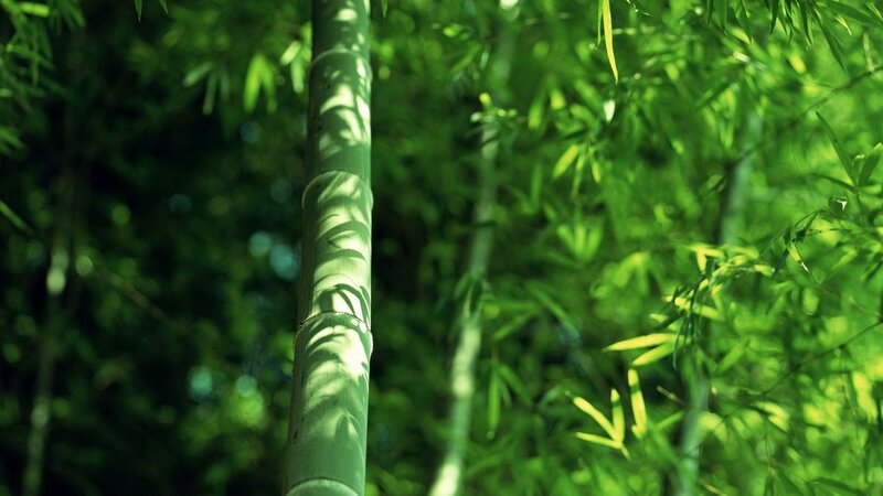 Sunlit bamboo forest