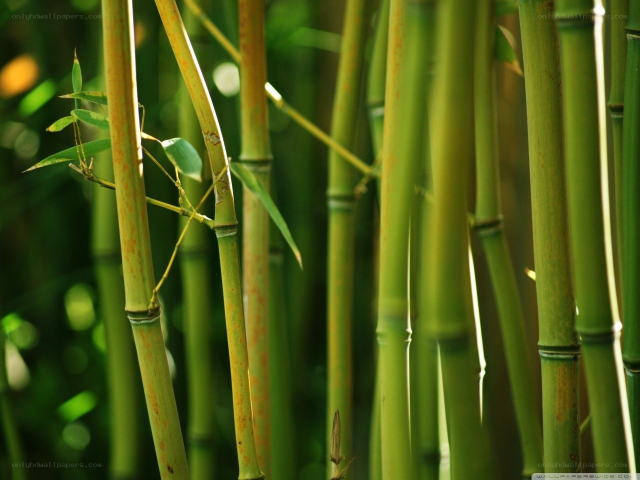 Sunlit bamboo grove