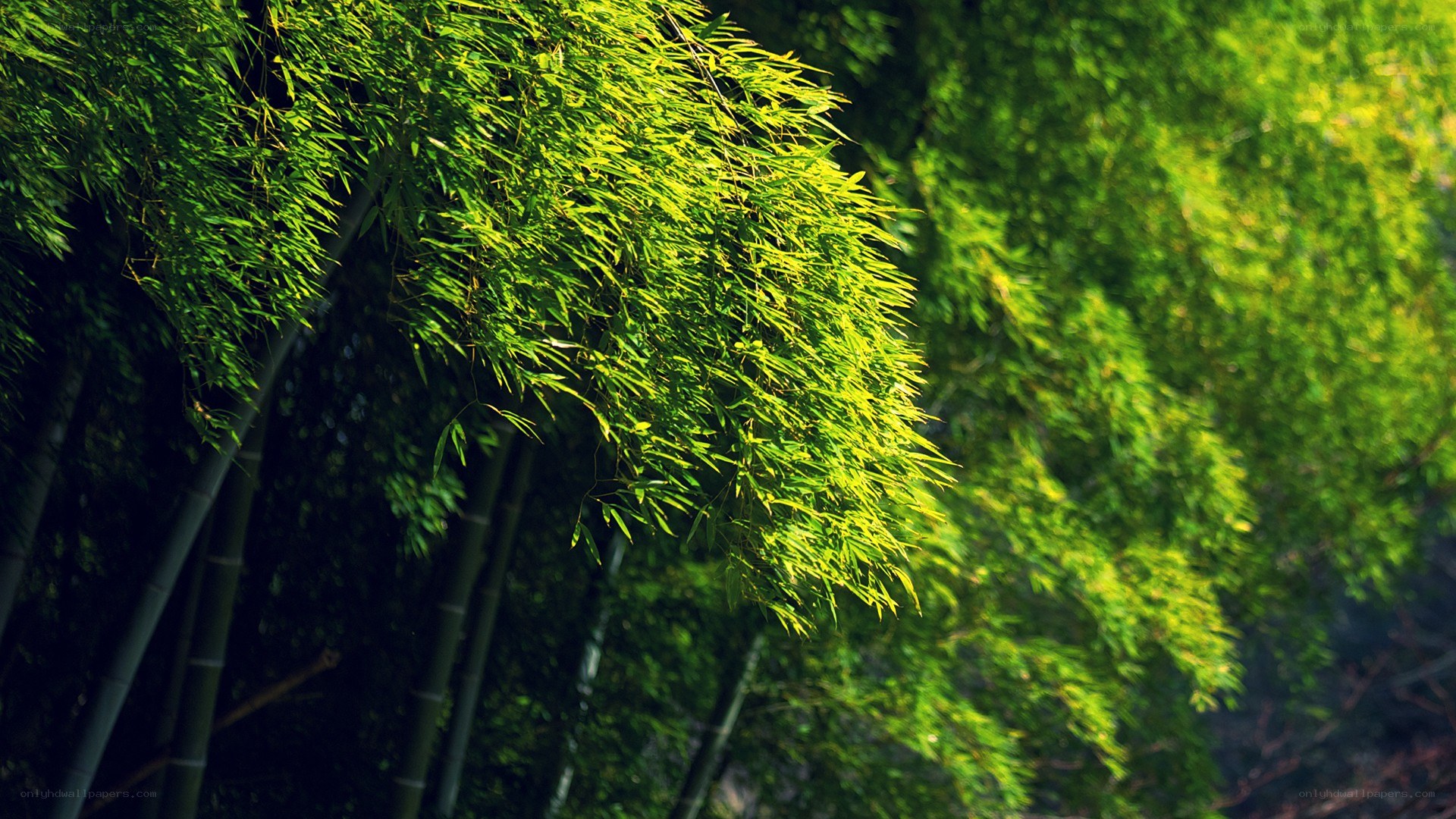 Sunlit bamboo grove