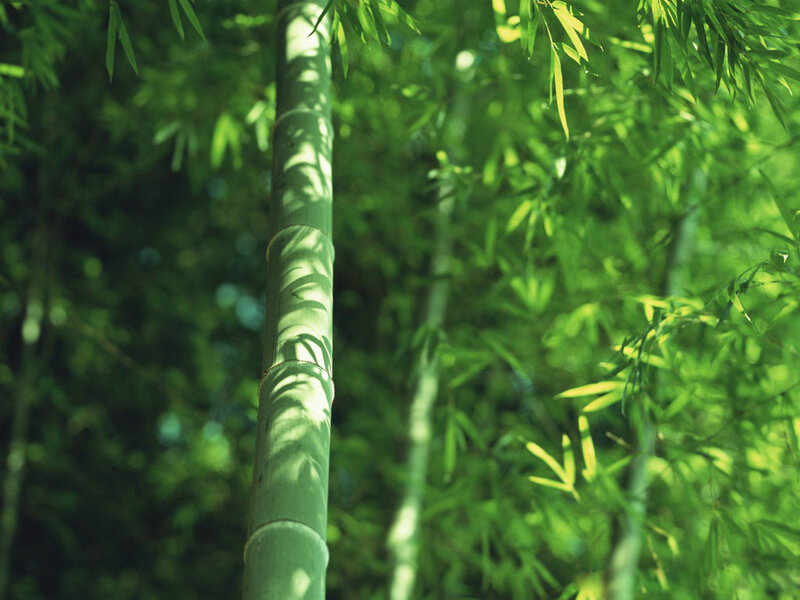 Sunlit bamboo grove