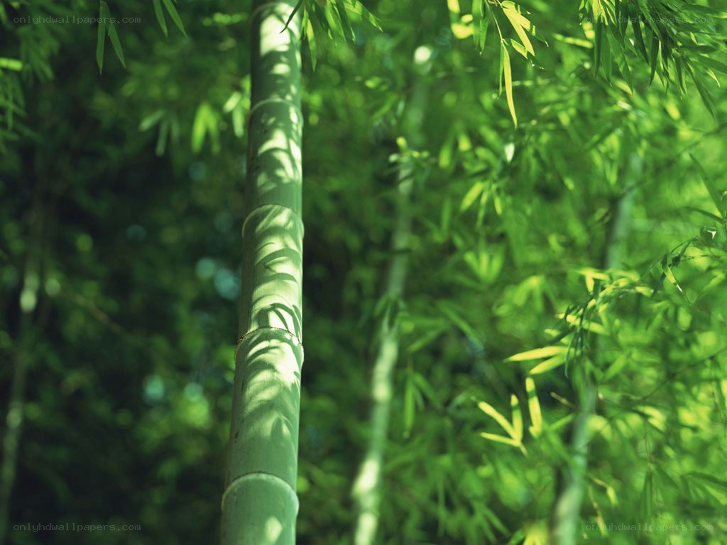Sunlit bamboo grove
