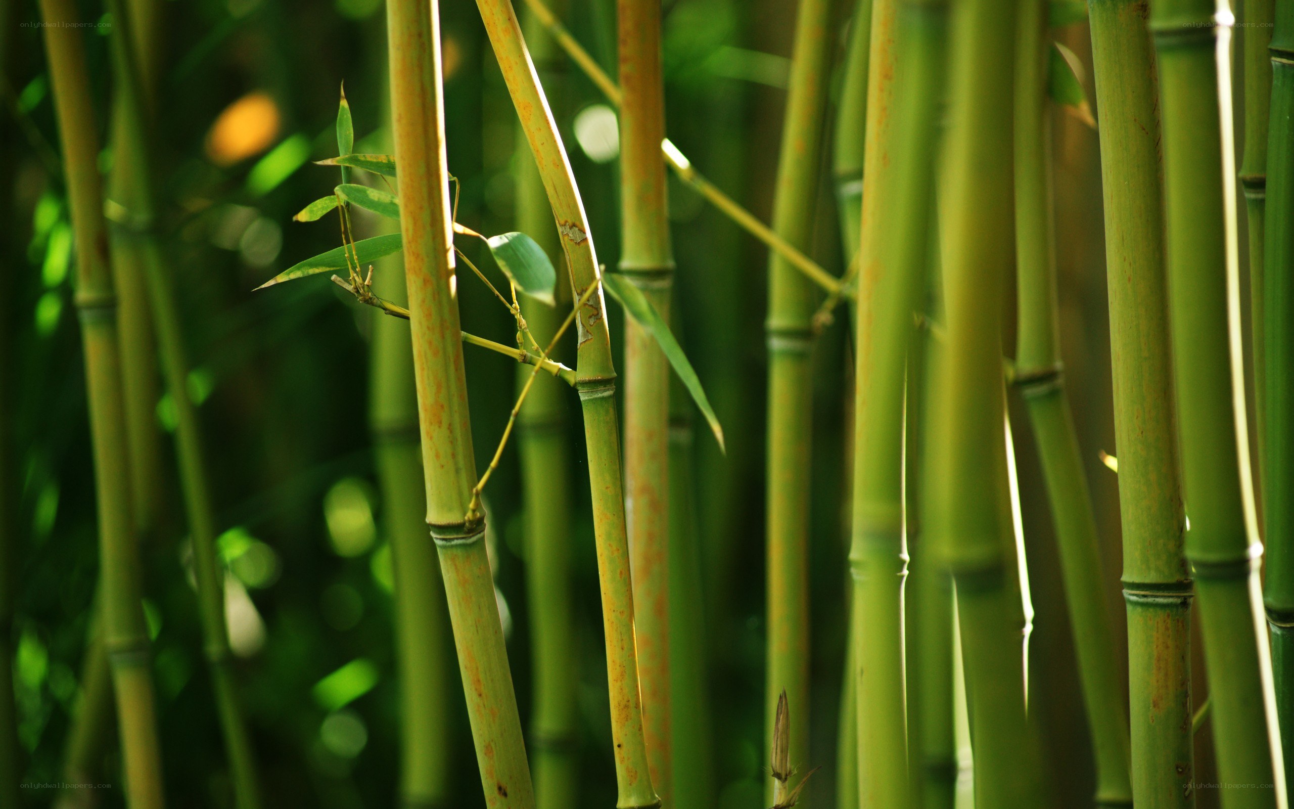 Sunlit bamboo grove