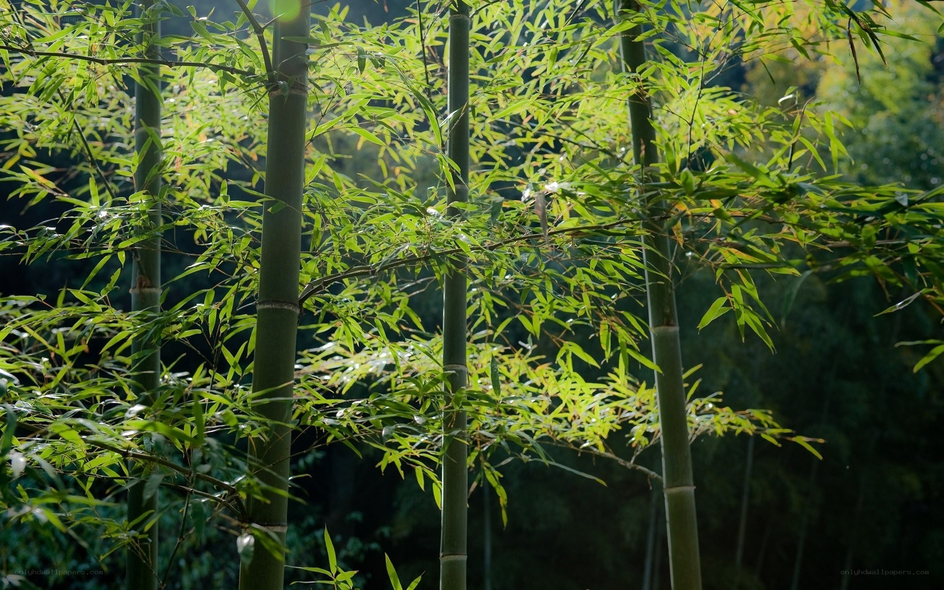 Sunlit bamboo grove
