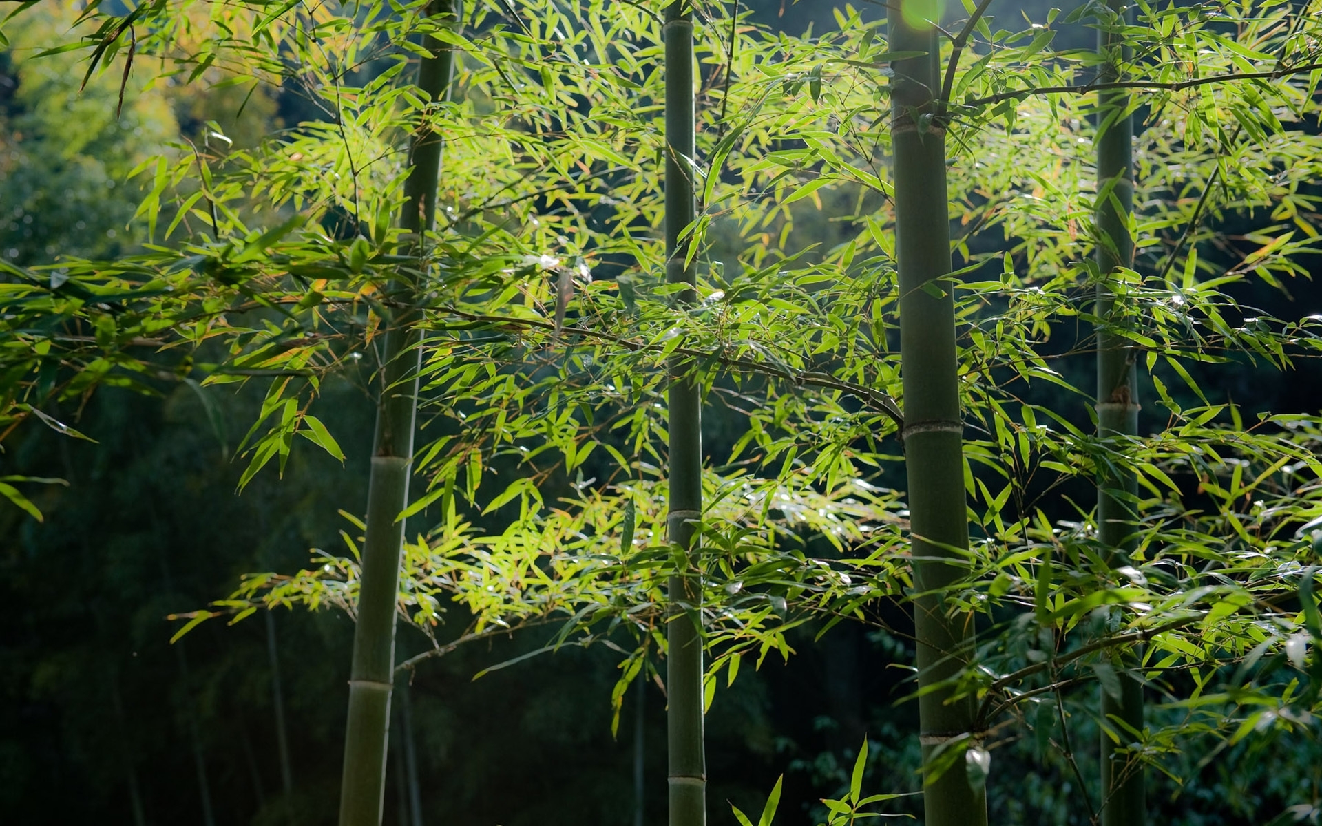 Sunlit bamboo grove