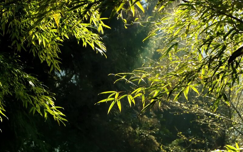 Sunlit Bamboo Leaves — Green