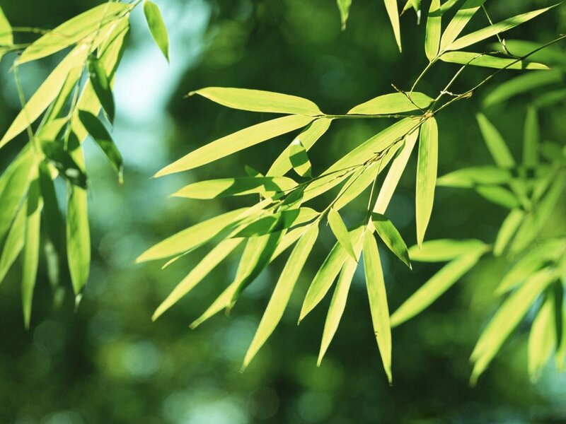 Sunlit bamboo leaves