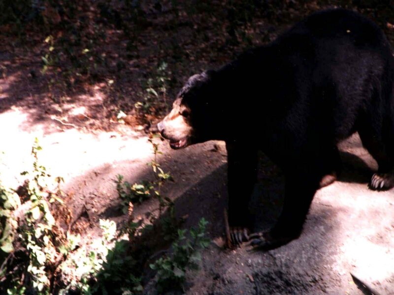 Sunlit bear in forest