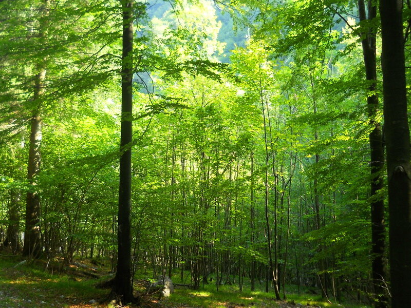 Sunlit Beech Forest