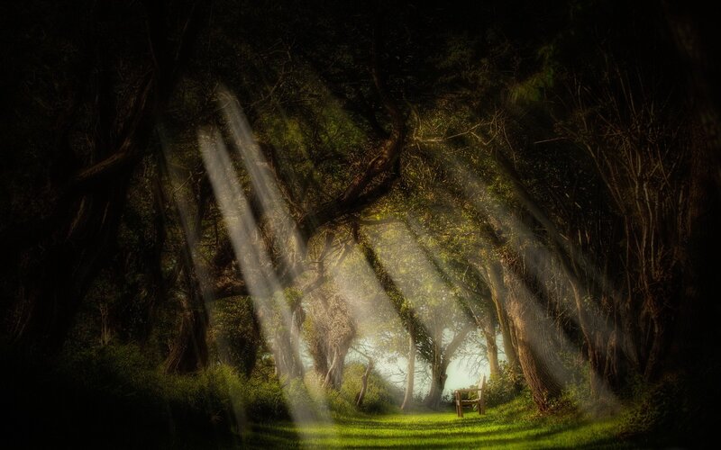 Sunlit Bench in Forest