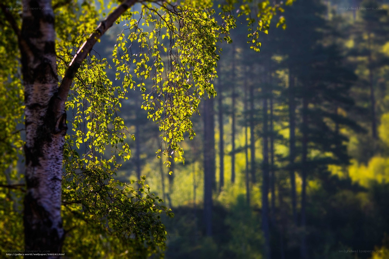Sunlit birch branches in forest