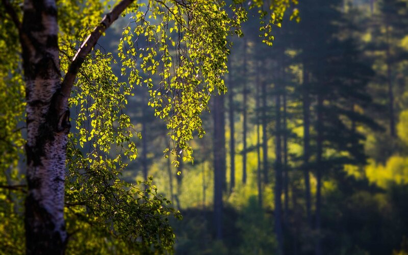 Sunlit birch branches in forest