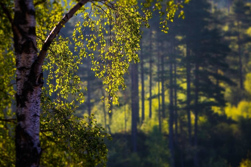 Sunlit birch branches in forest