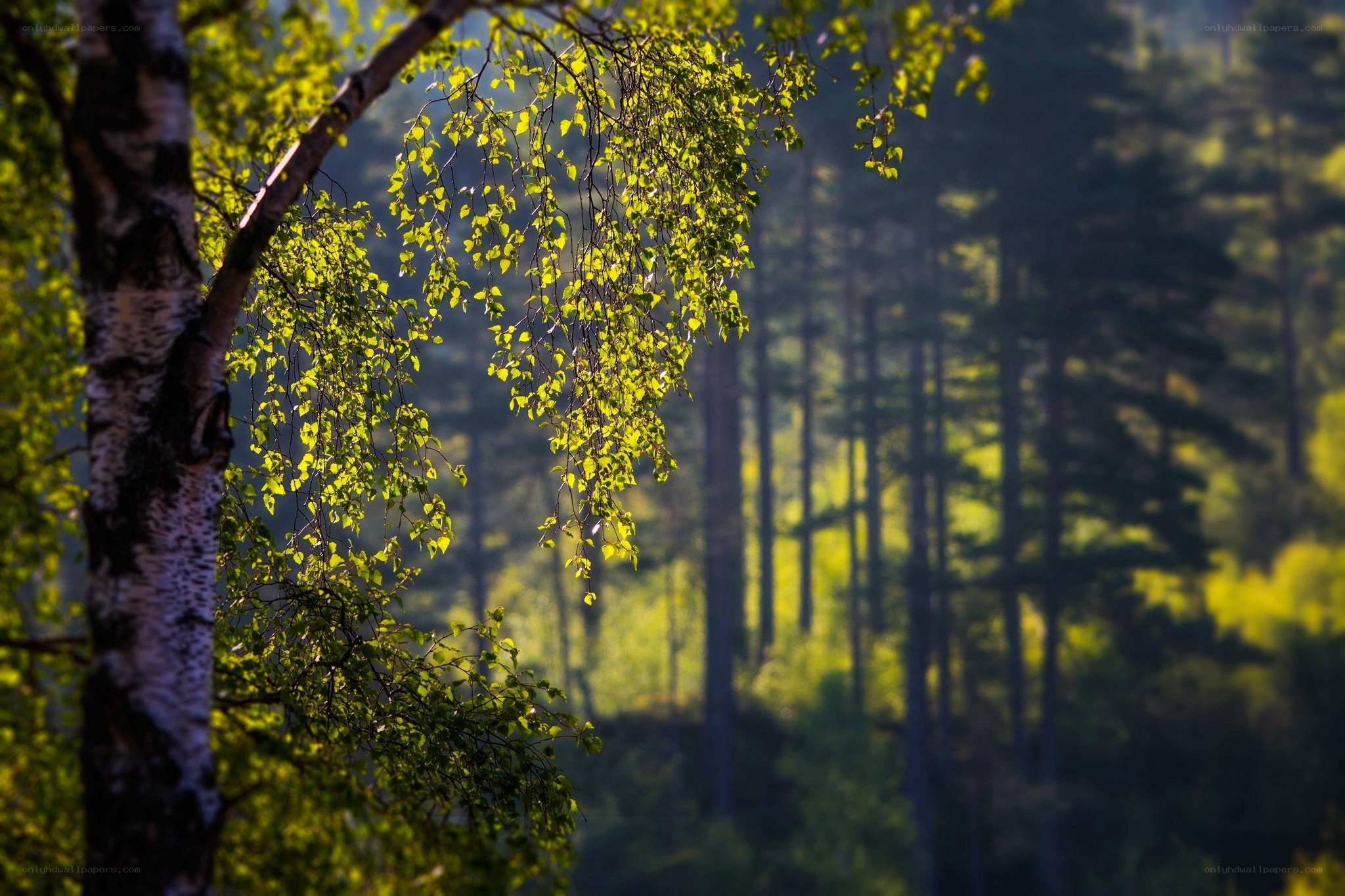 Sunlit birch branches in forest