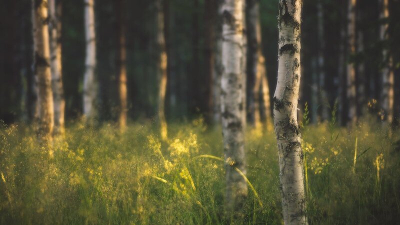 Sunlit birch forest