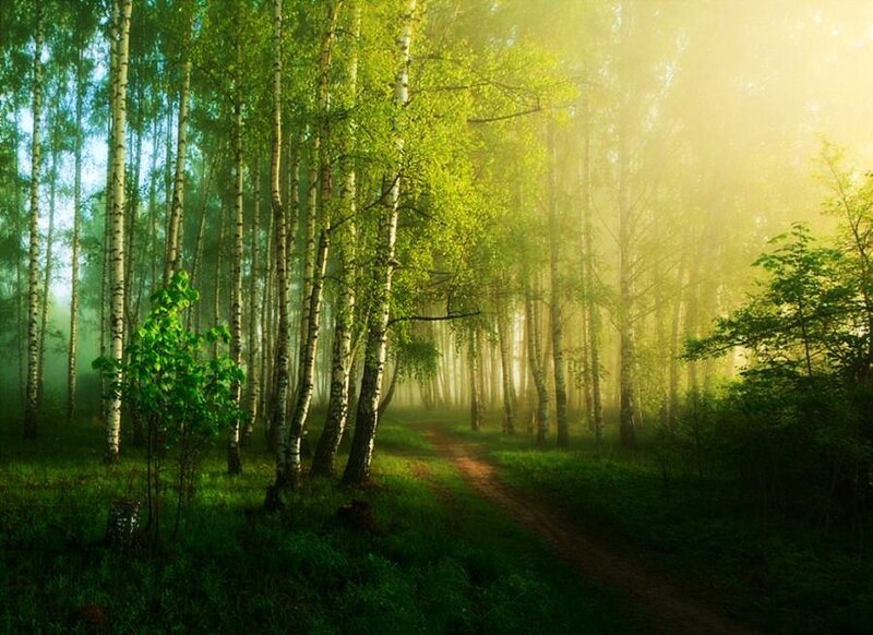 Sunlit birch forest path