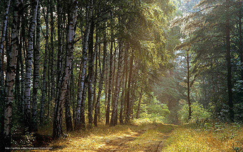 Sunlit birch forest path