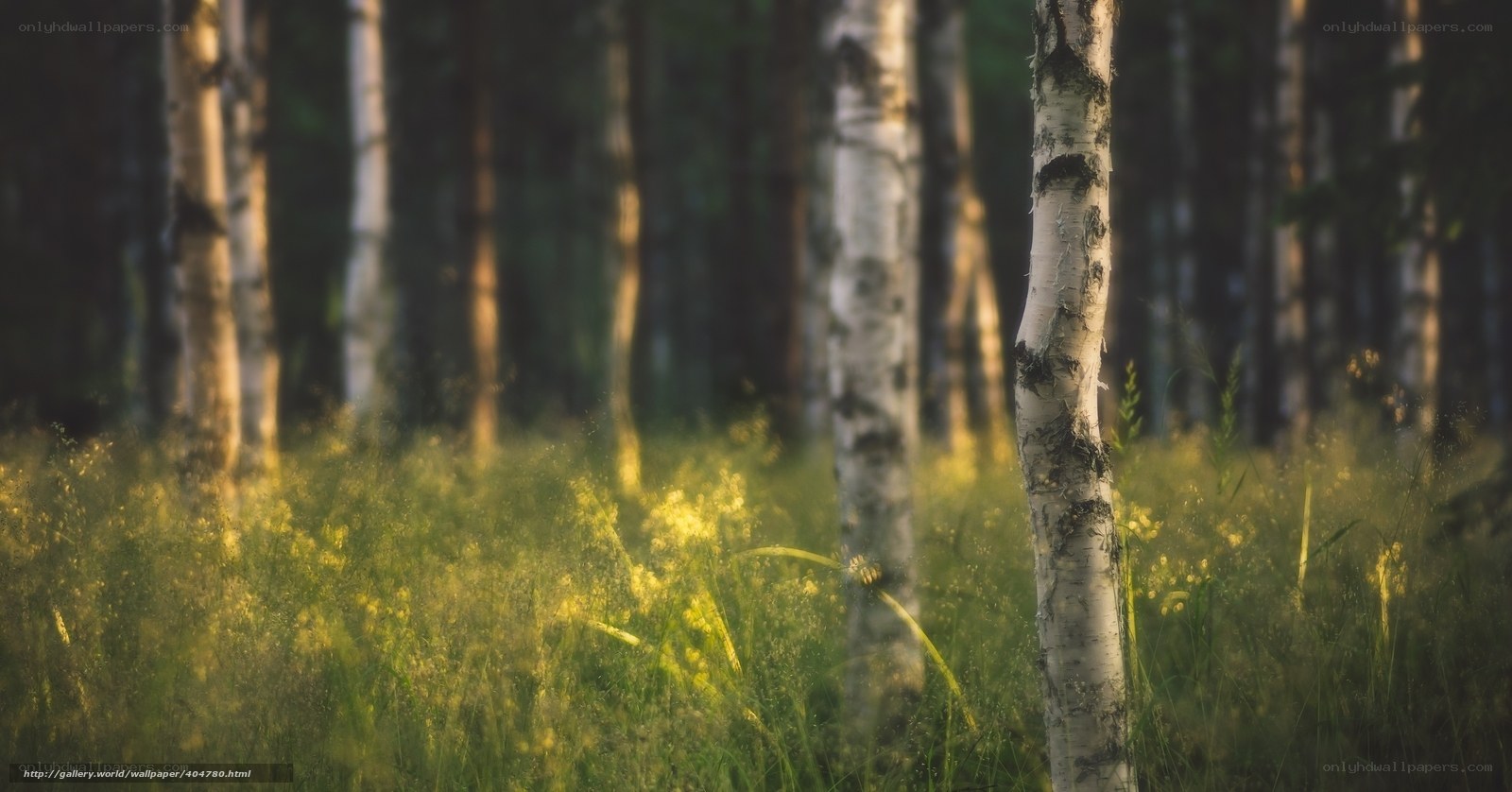 Sunlit birch forest