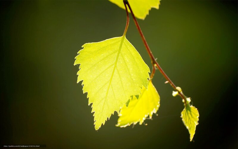 Sunlit birch leaf
