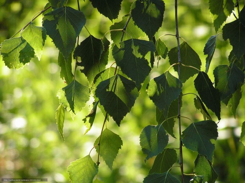 Sunlit birch leaves in spring