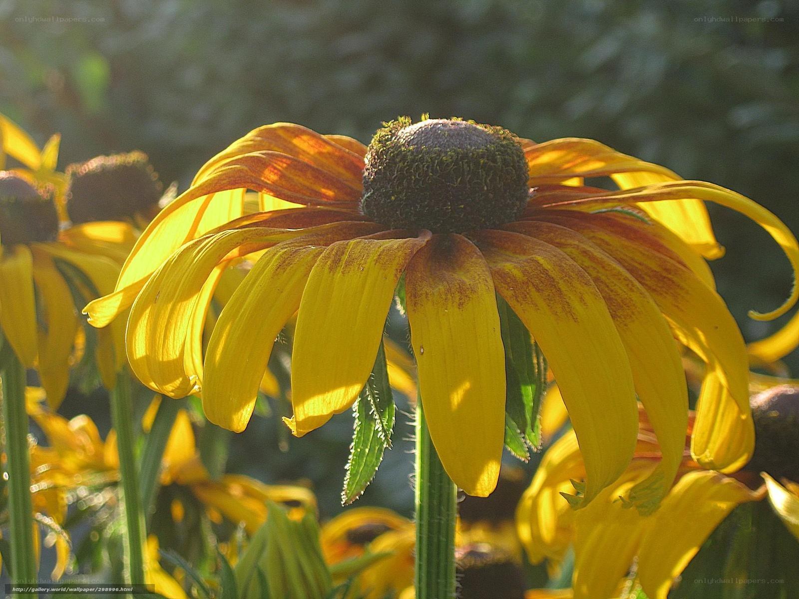 Sunlit black-eyed susan flower
