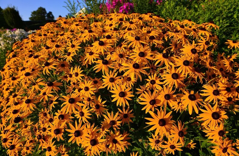 Sunlit black-eyed susans in bloom