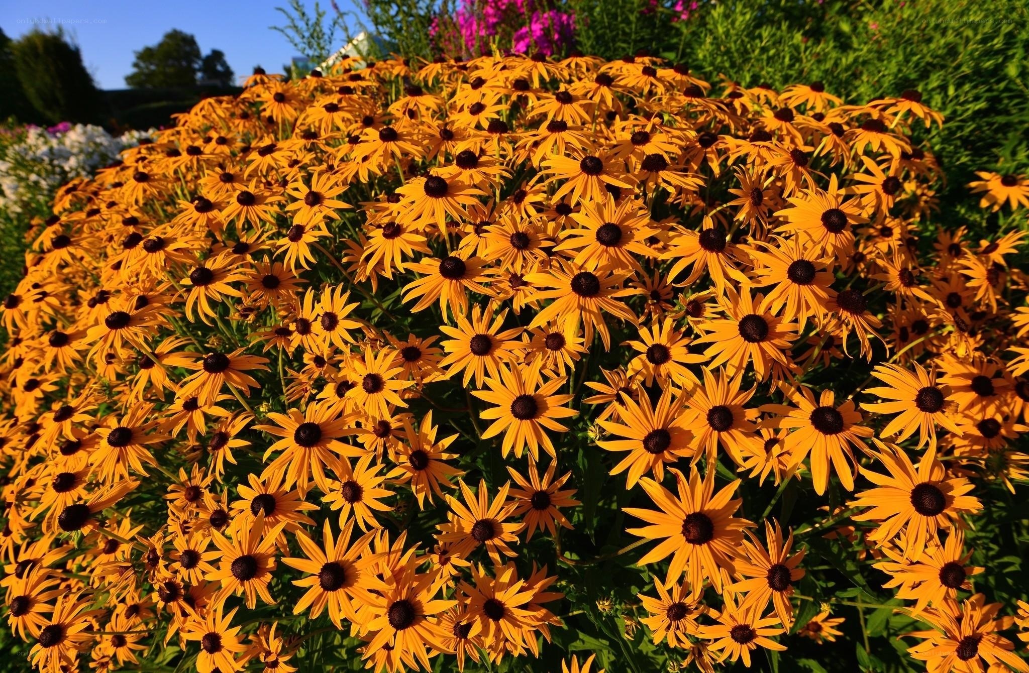 Sunlit black-eyed susans in bloom
