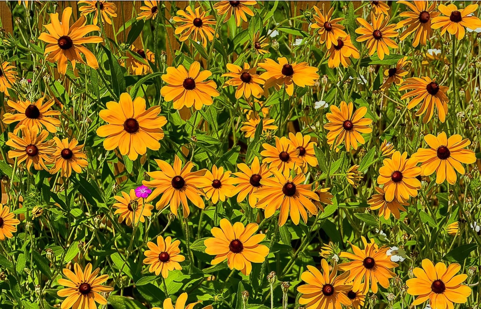 Sunlit black-eyed susans in bloom
