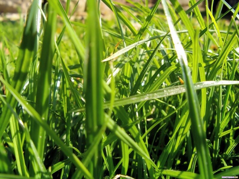 Sunlit blades of green grass
