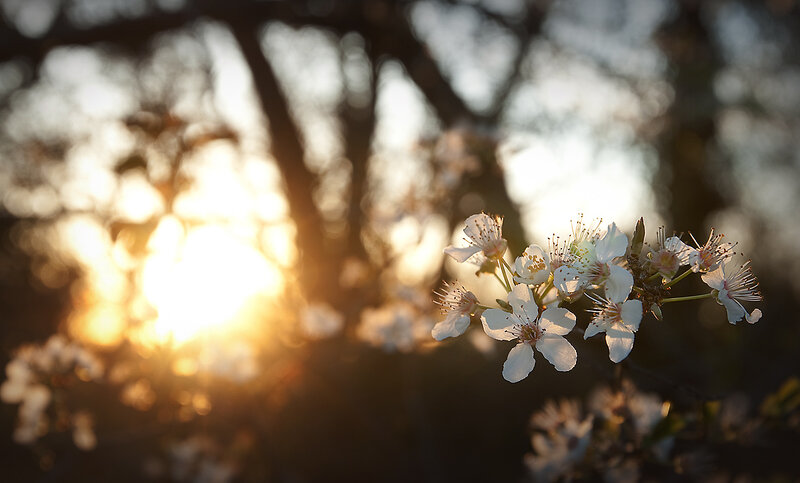 Sunlit blossoms at dusk