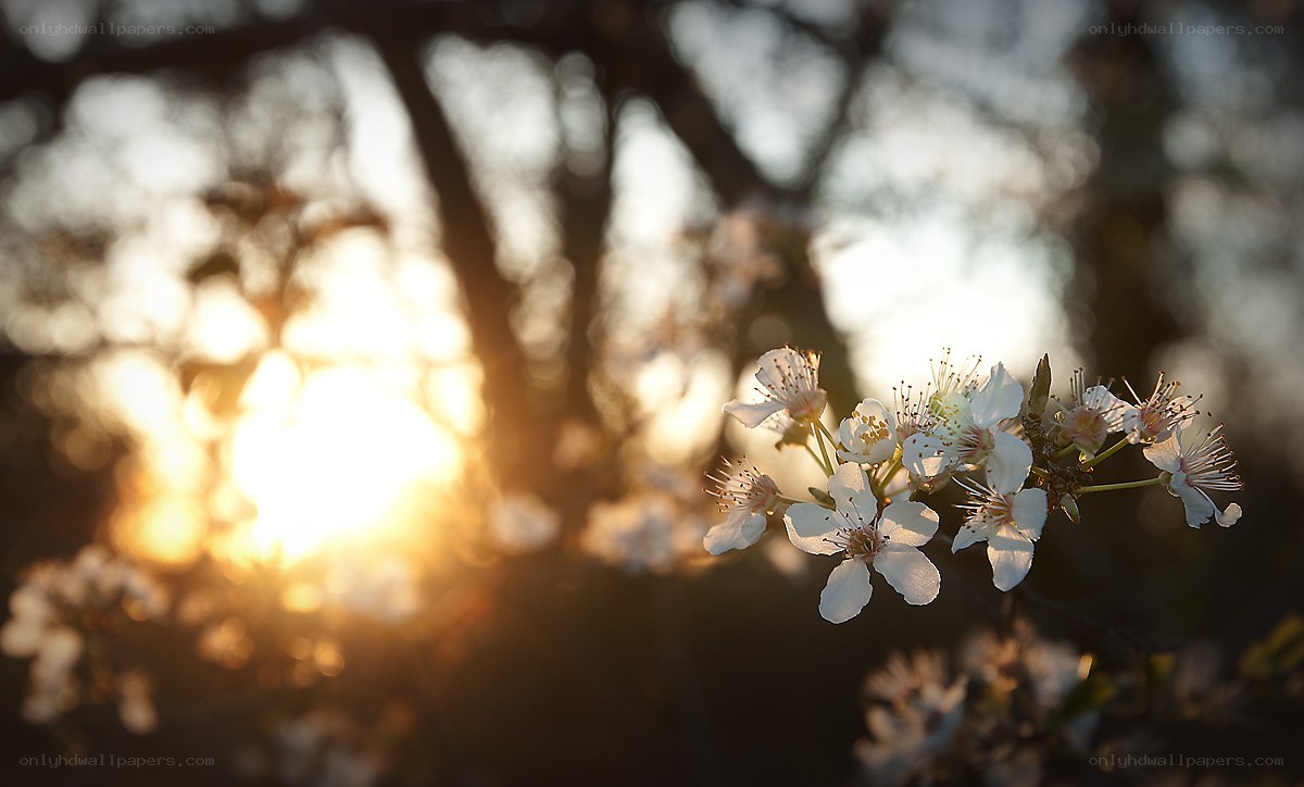 Sunlit blossoms at dusk