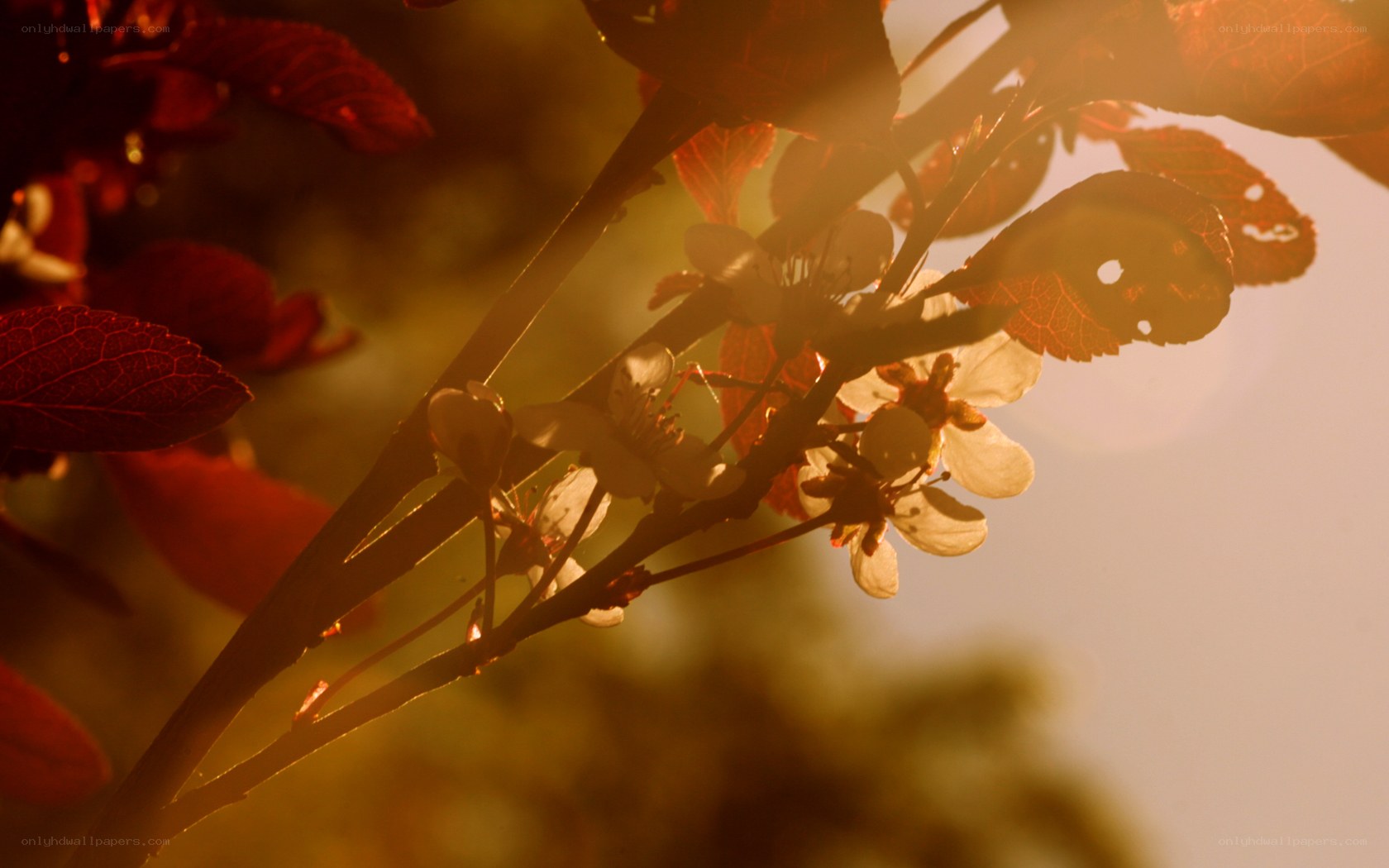 Sunlit blossoms on a branch