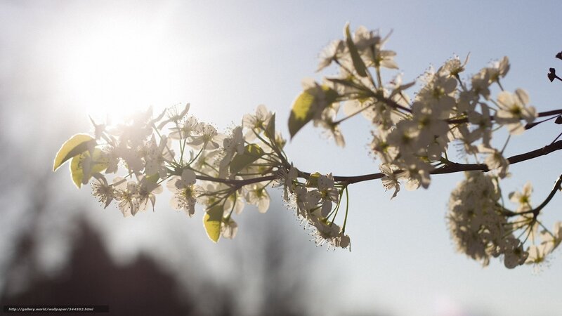 Sunlit blossoms on a branch