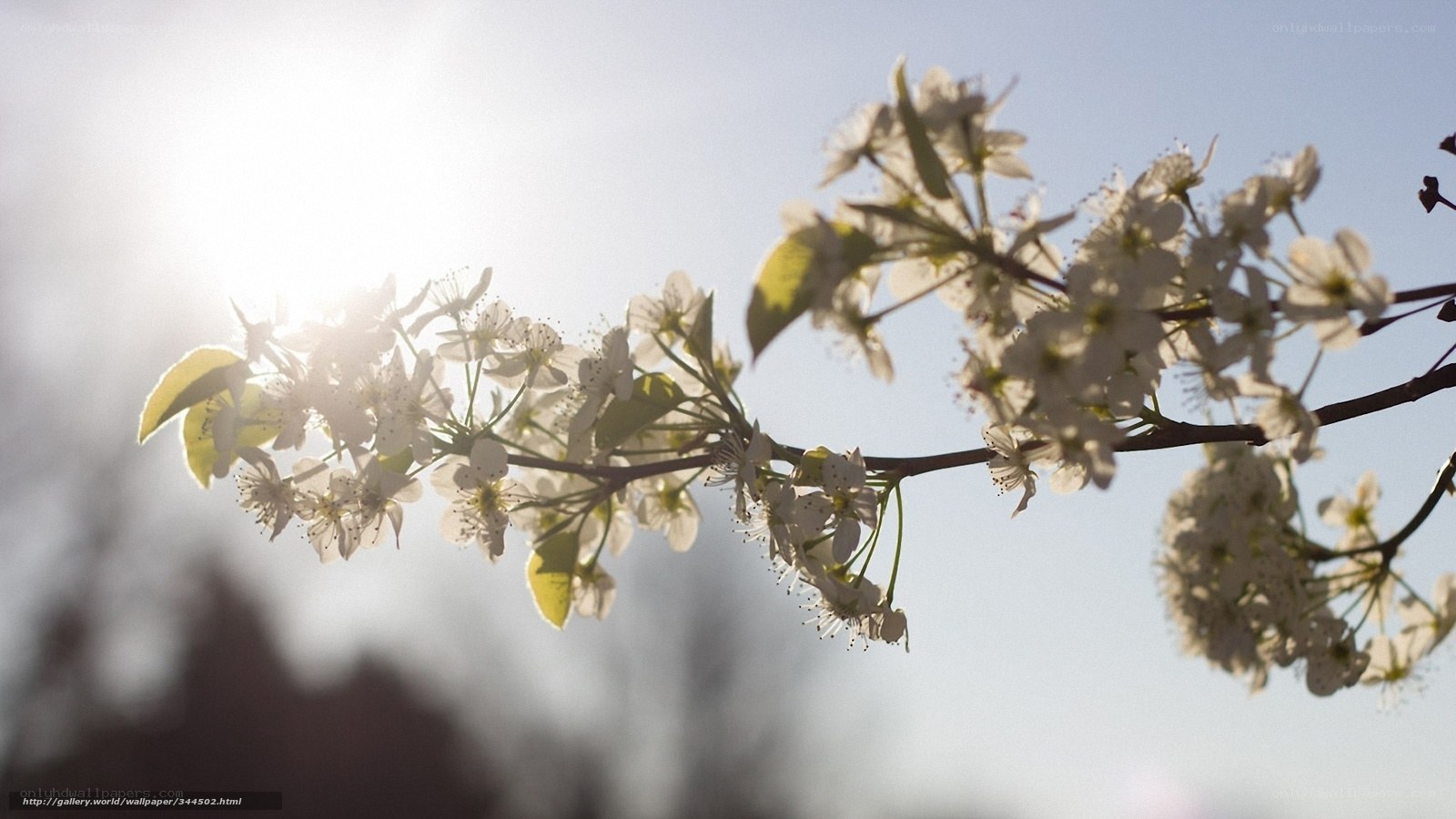 Sunlit blossoms on a branch