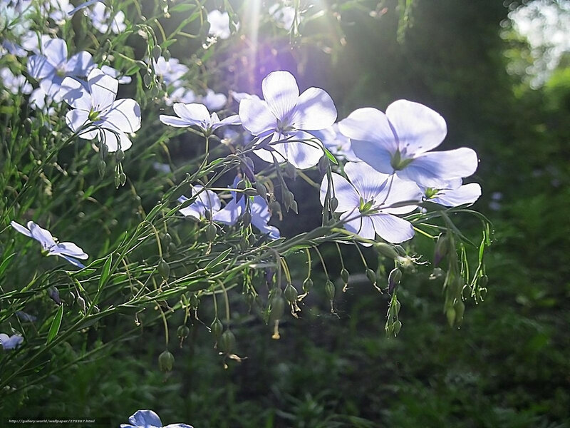 Sunlit blue flowers in garden