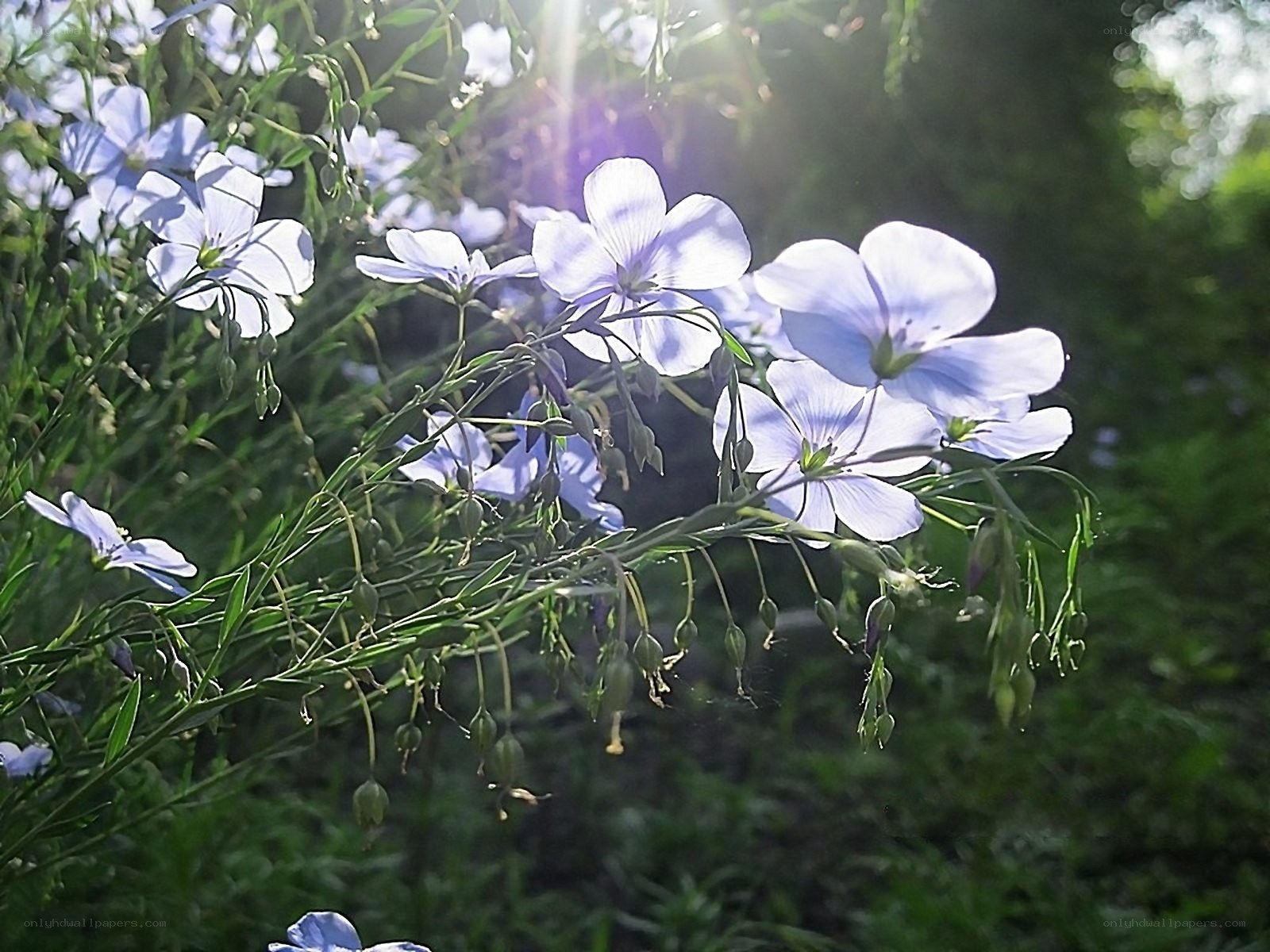 Sunlit blue flowers in garden