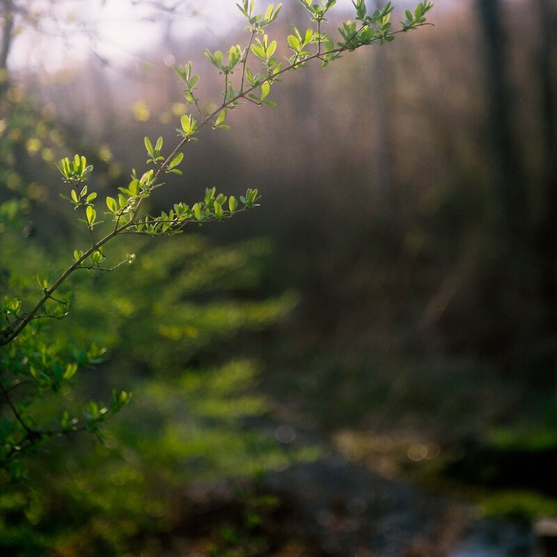 Sunlit branch in forest