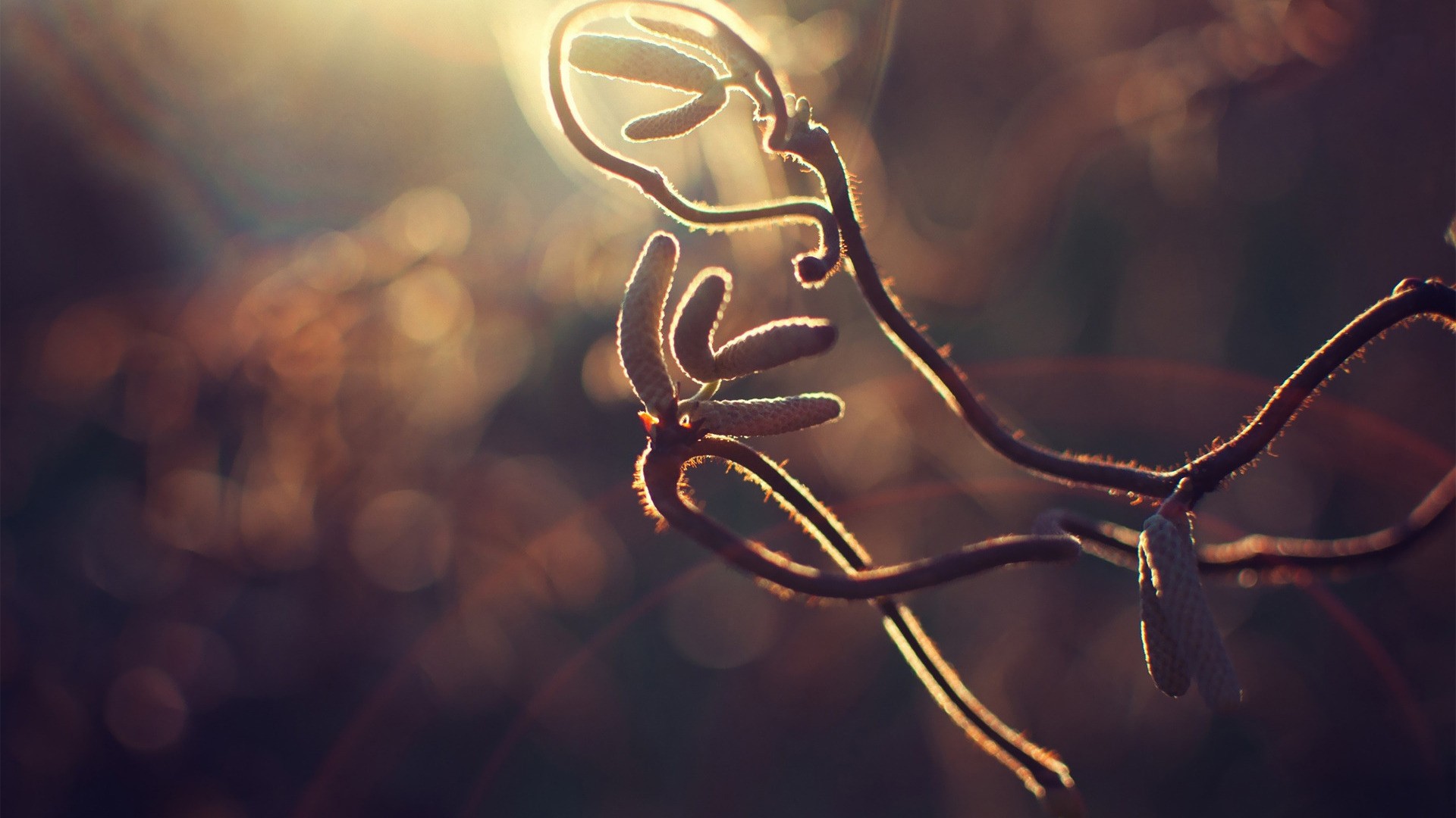 Sunlit branch with catkins