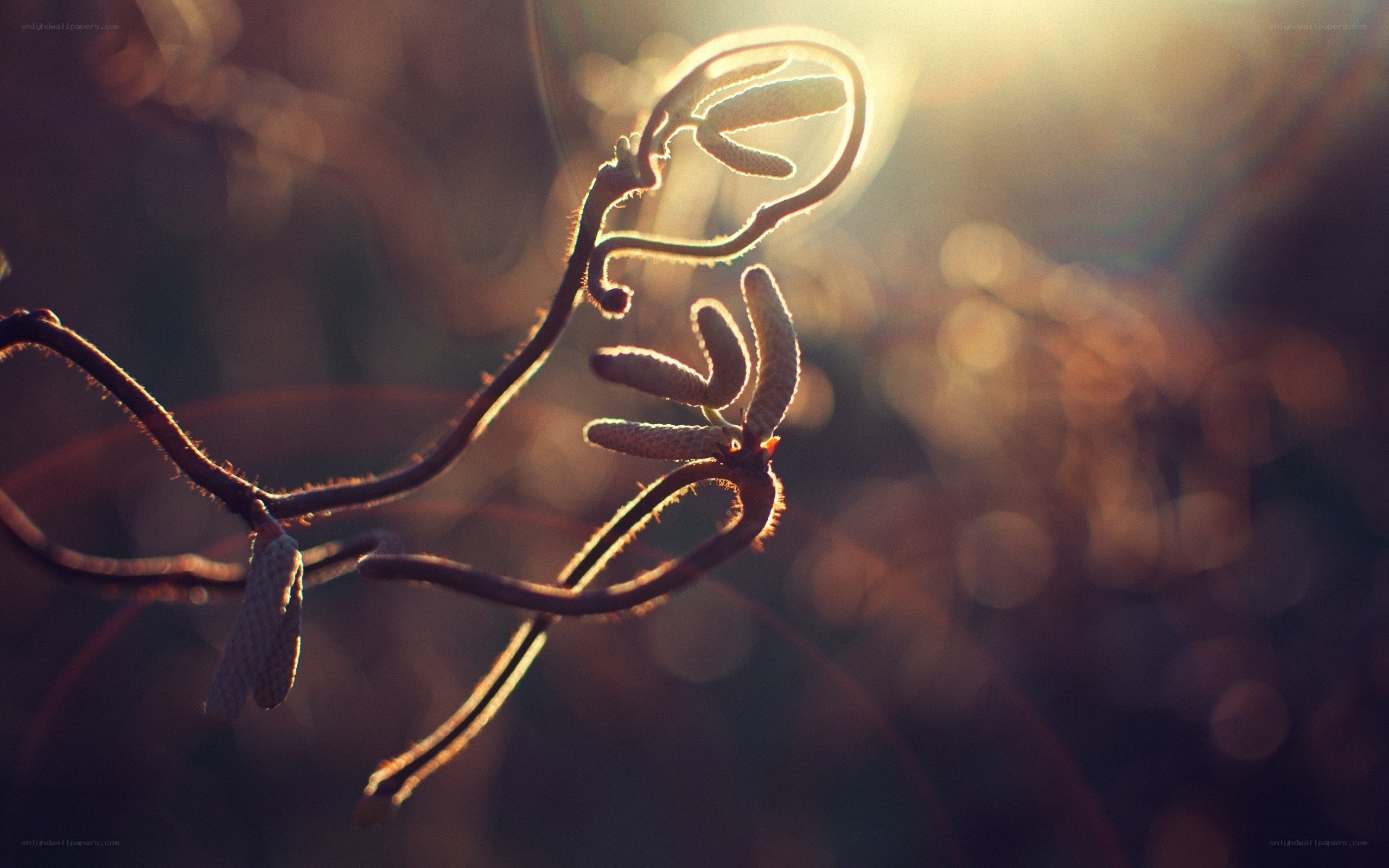 Sunlit branch with catkins