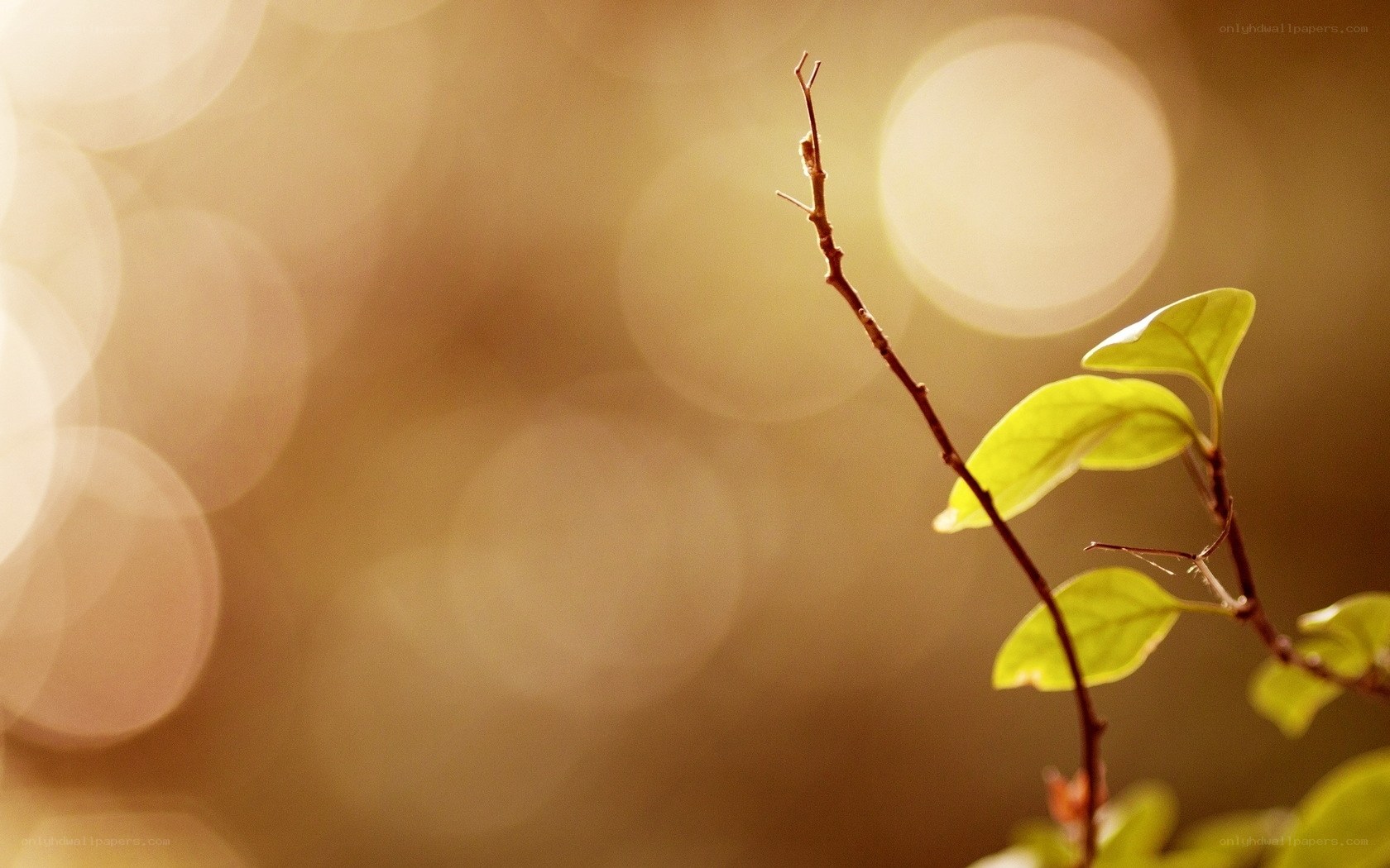 Sunlit branch with green leaves