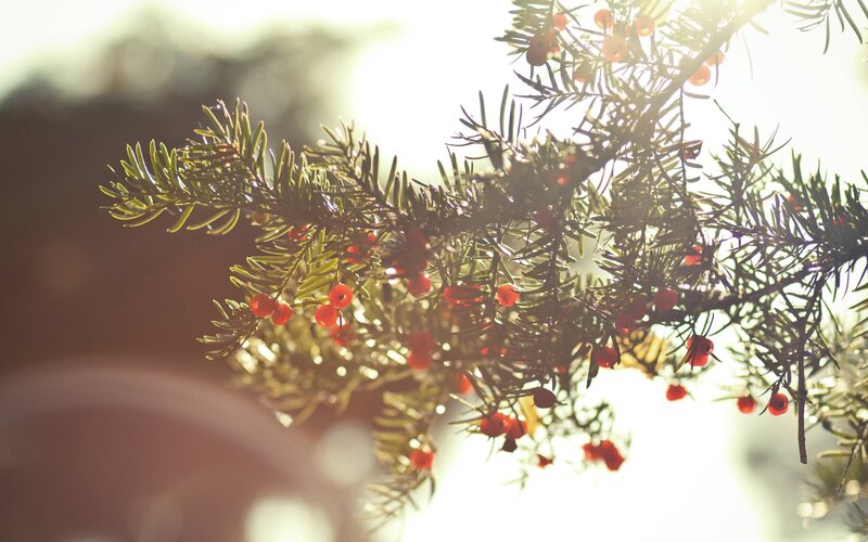 Sunlit branch with red berries