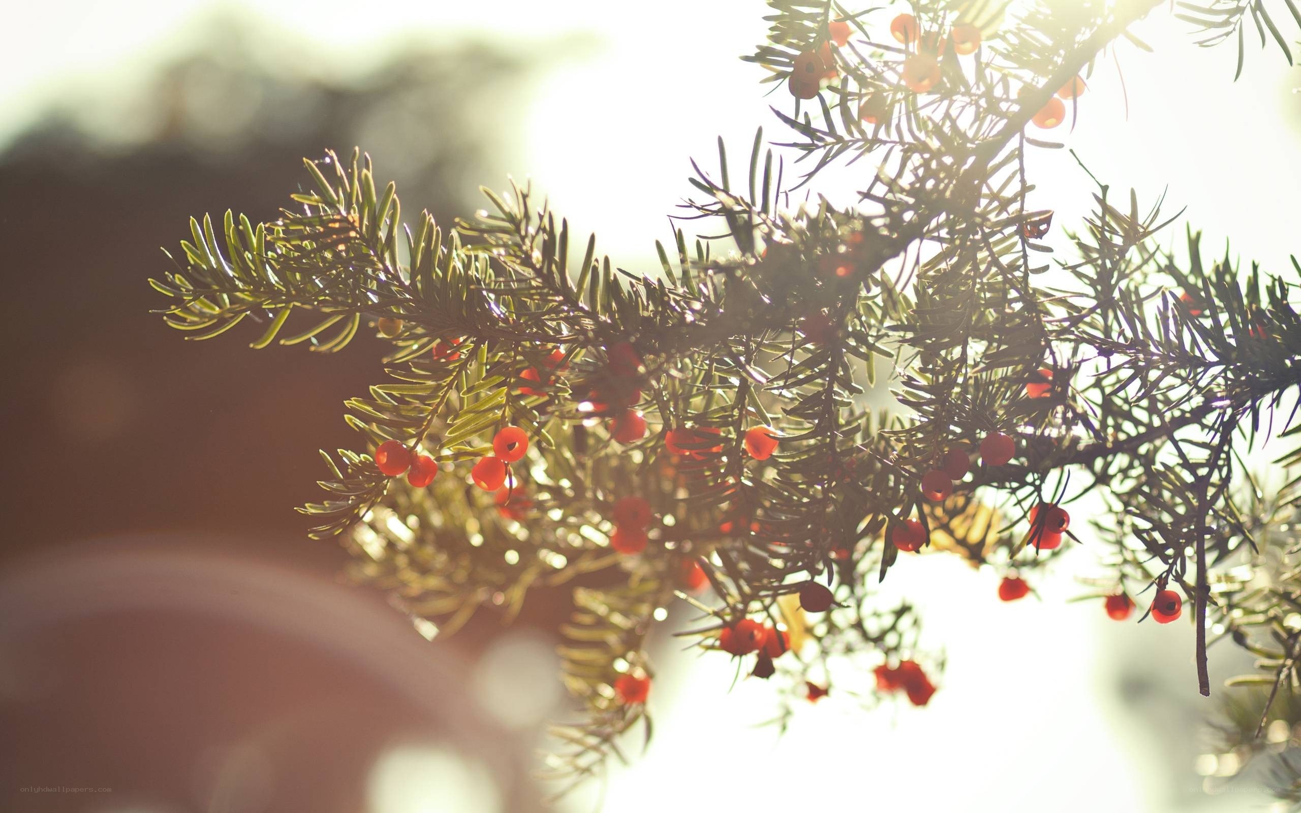 Sunlit branch with red berries