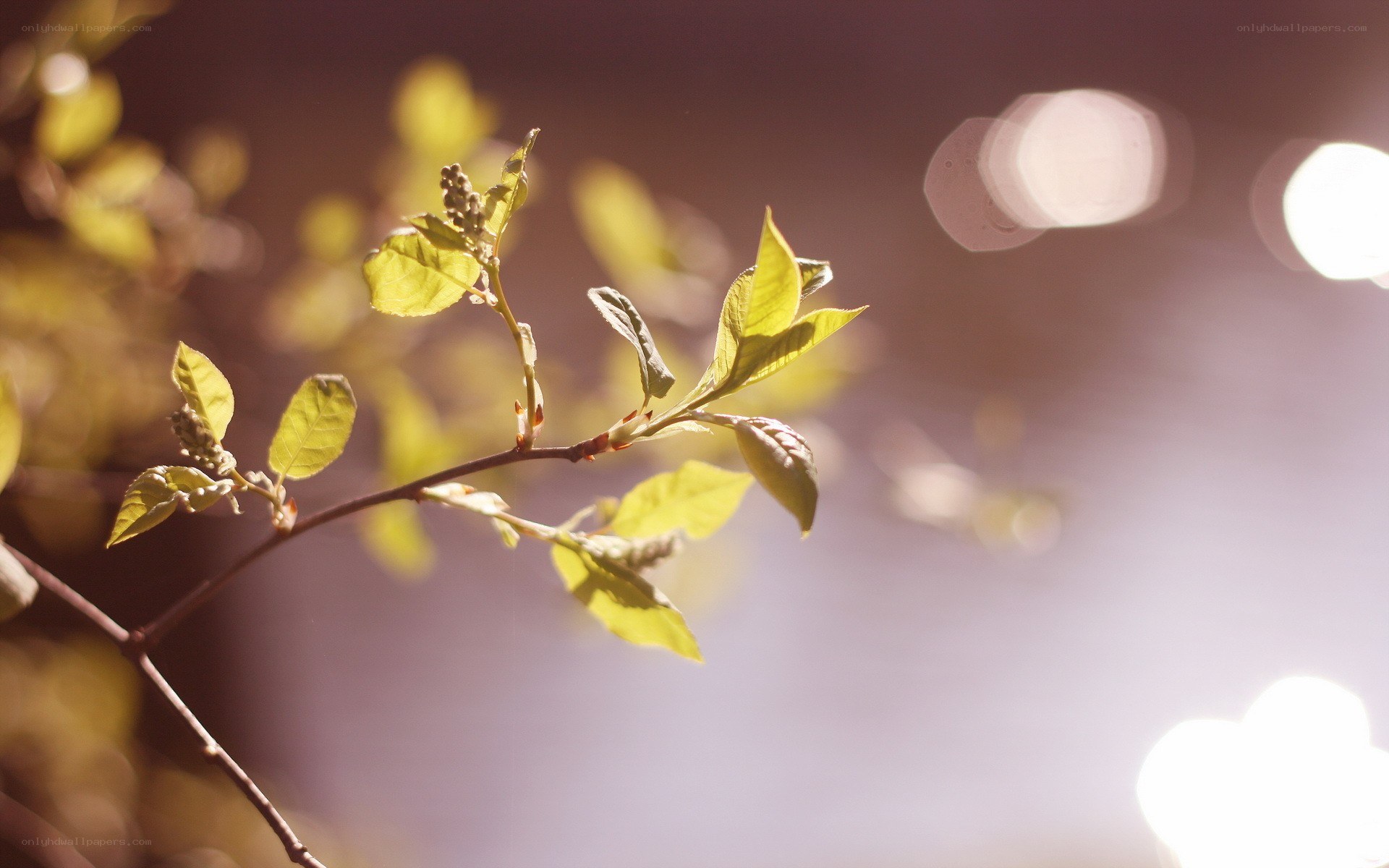 Sunlit branch with young leaves