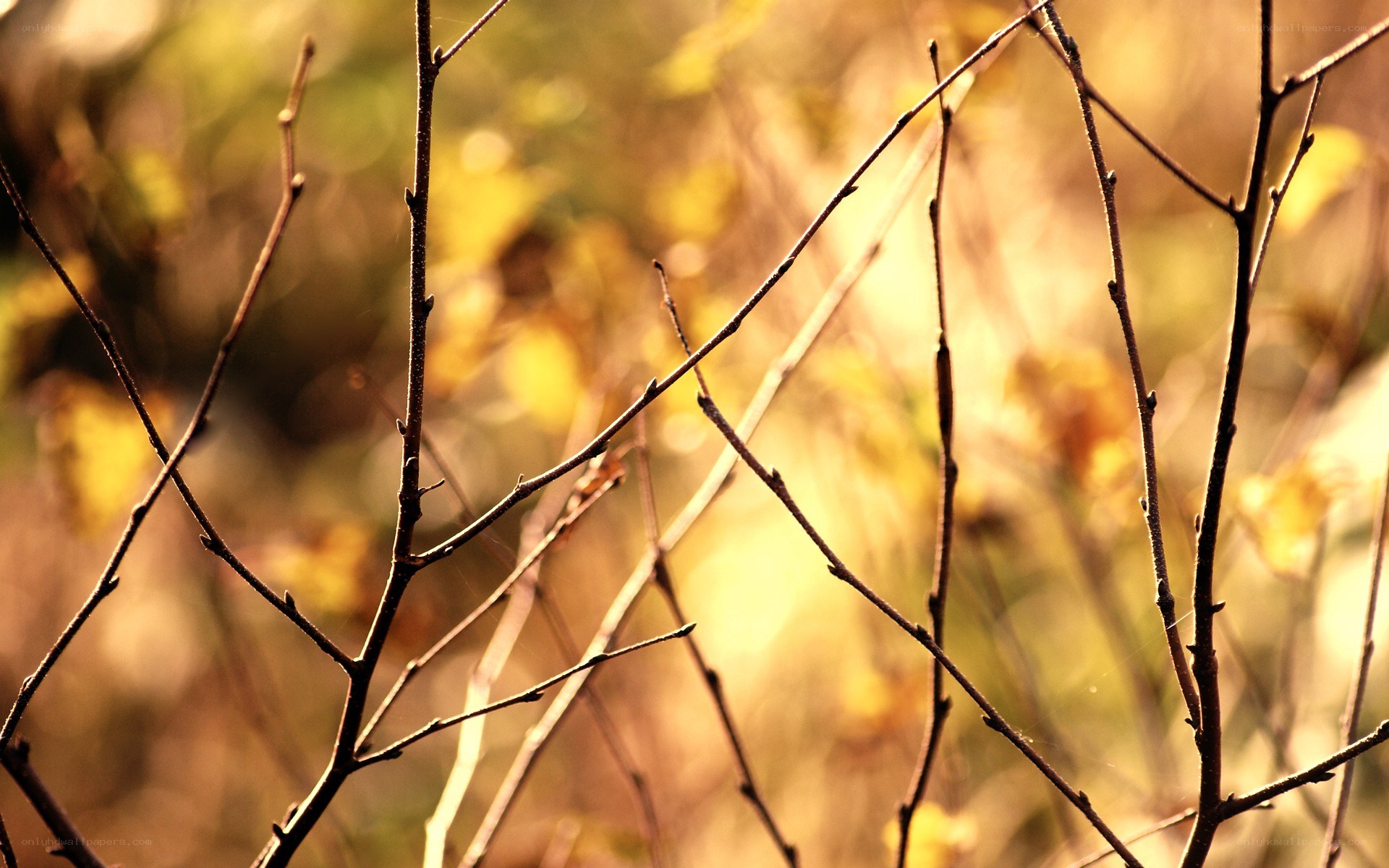 Sunlit branches in autumn