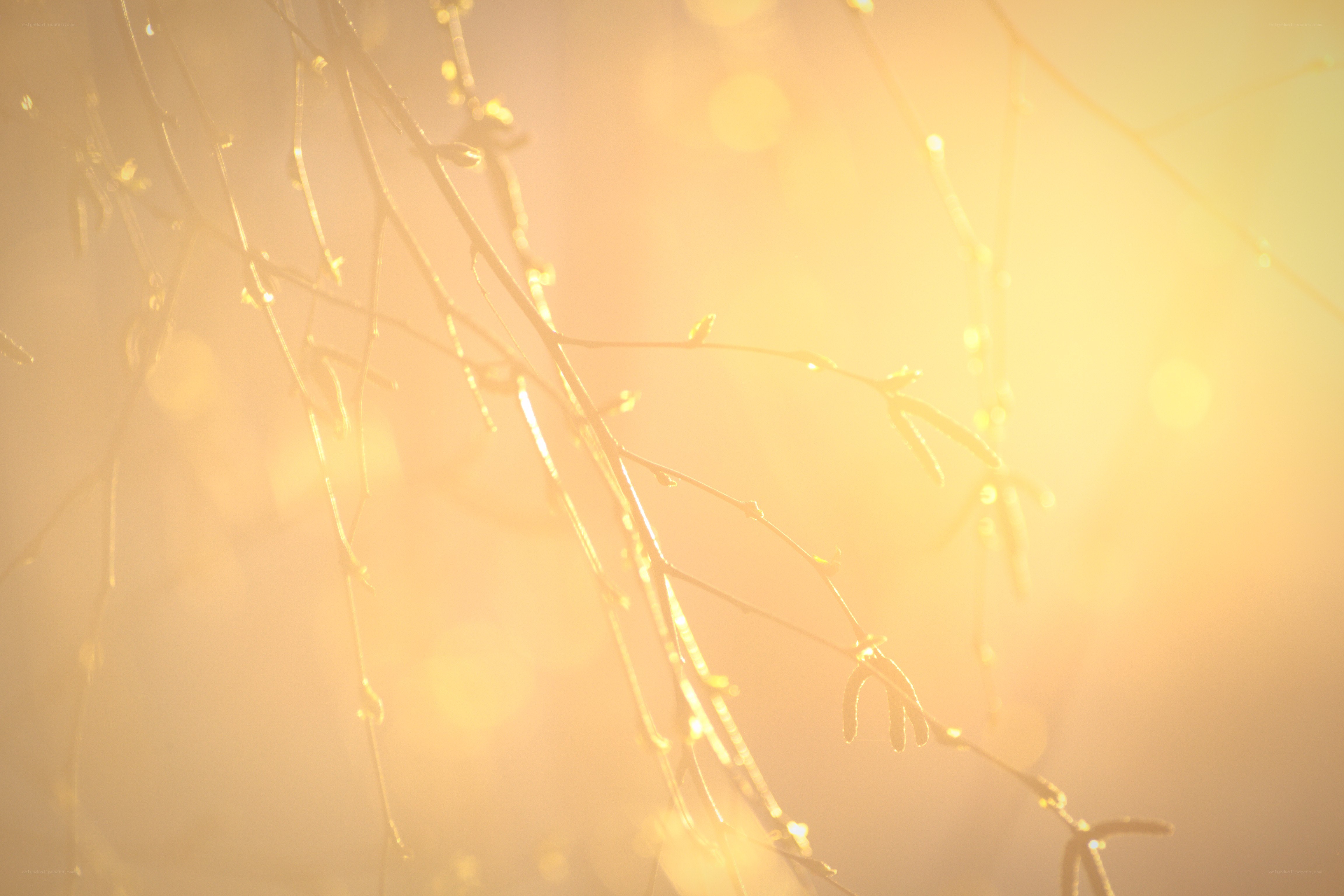 Sunlit branches with dew
