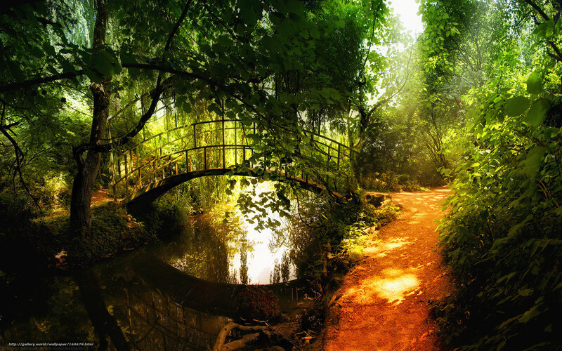 Sunlit bridge in forest
