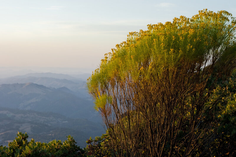 Sunlit bush on a mountain ridge