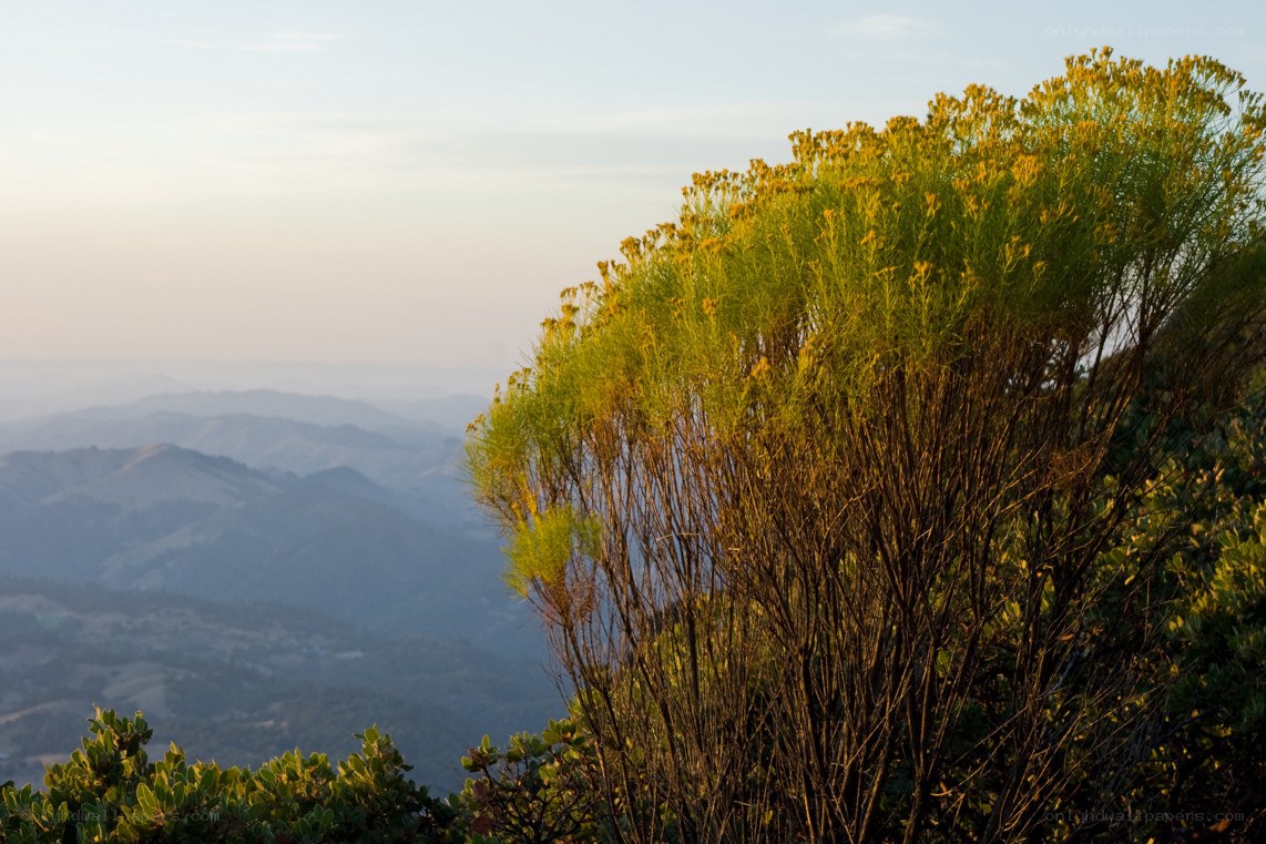 Sunlit bush on a mountain ridge
