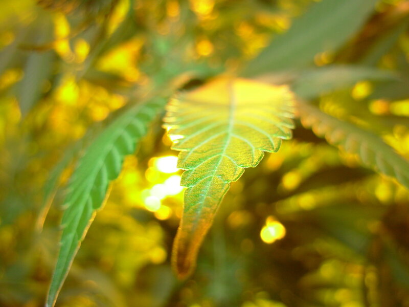 Sunlit cannabis leaf